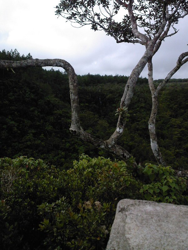 gal/Ile Maurice/SP_A0030_Black_River_Gorges.jpg